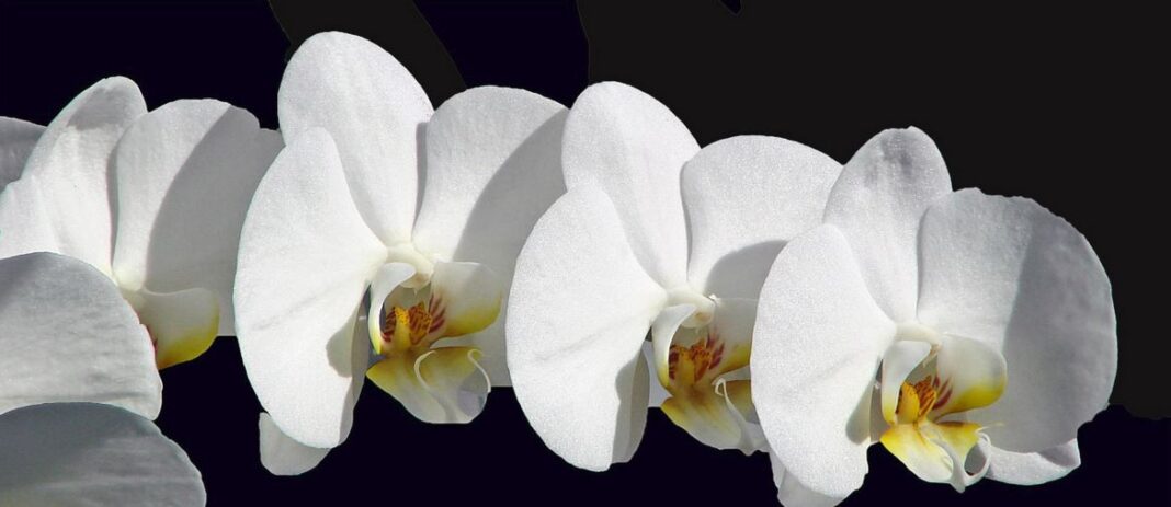 orchidaceae coltivazione