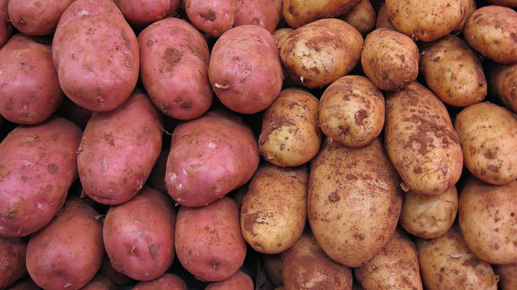 come coltivare le patate