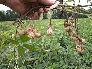 coltivazione arachidi 
