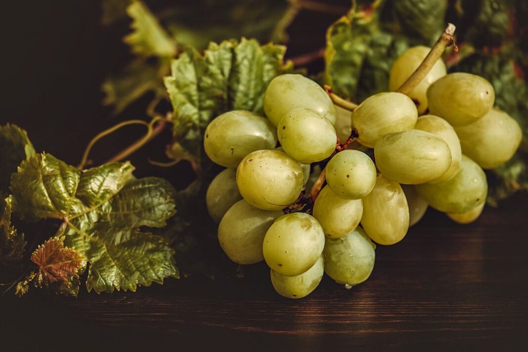 come coltivare l uva da tavola