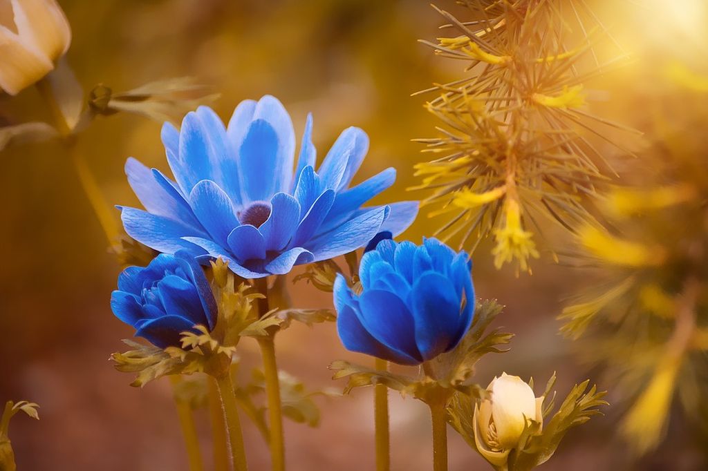 fiori anemone