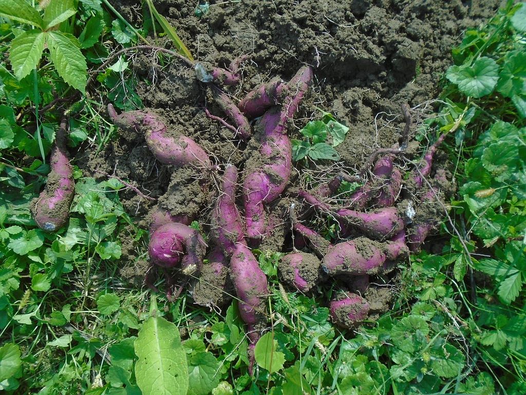 coltivazione patate dolci