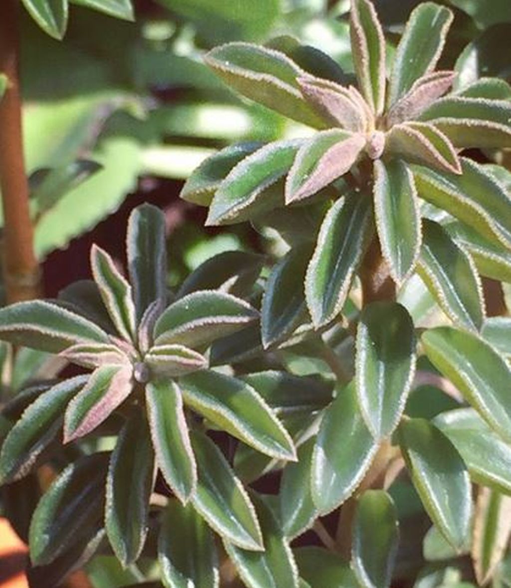 Piperaceae,