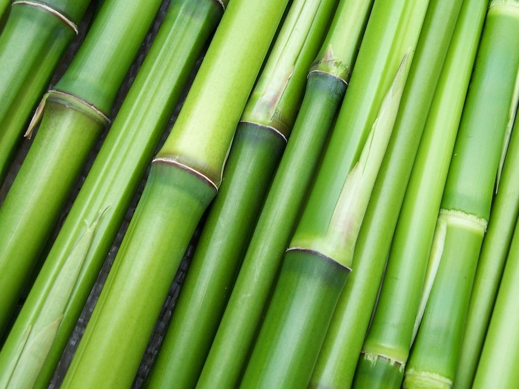 siepe di bambu