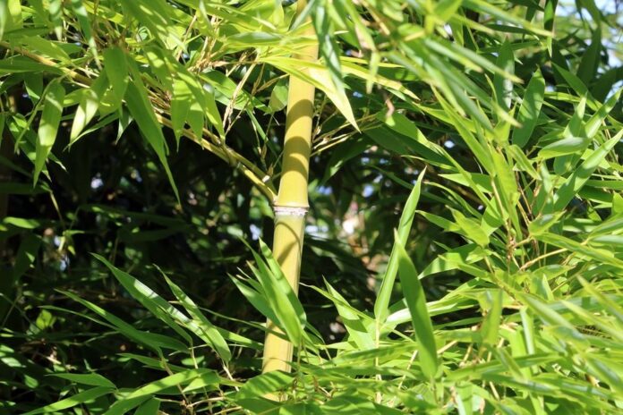pianta bambu