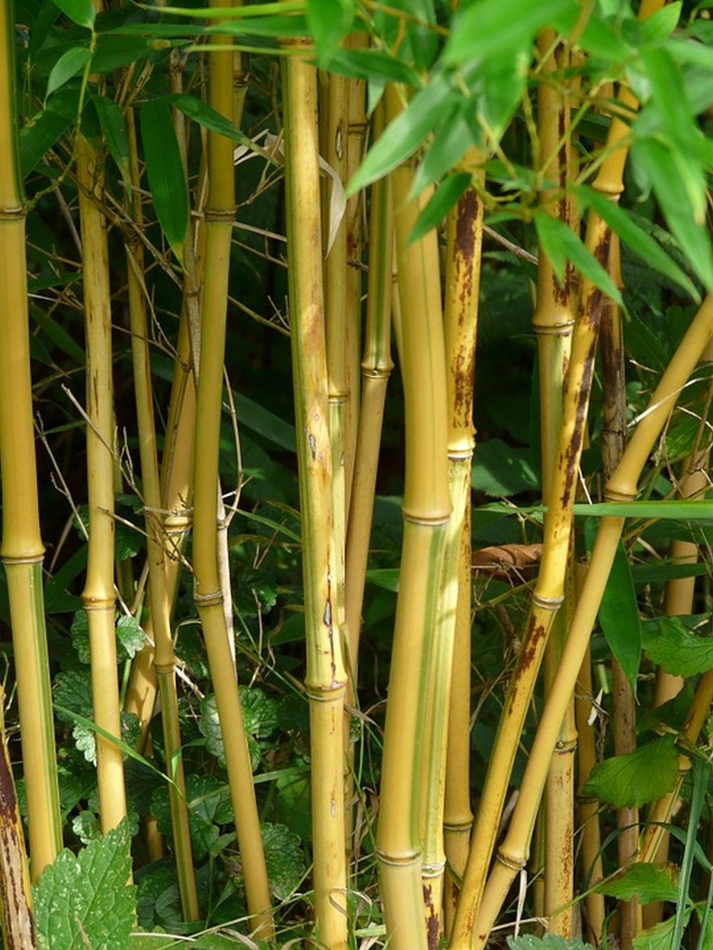 bambù siepe