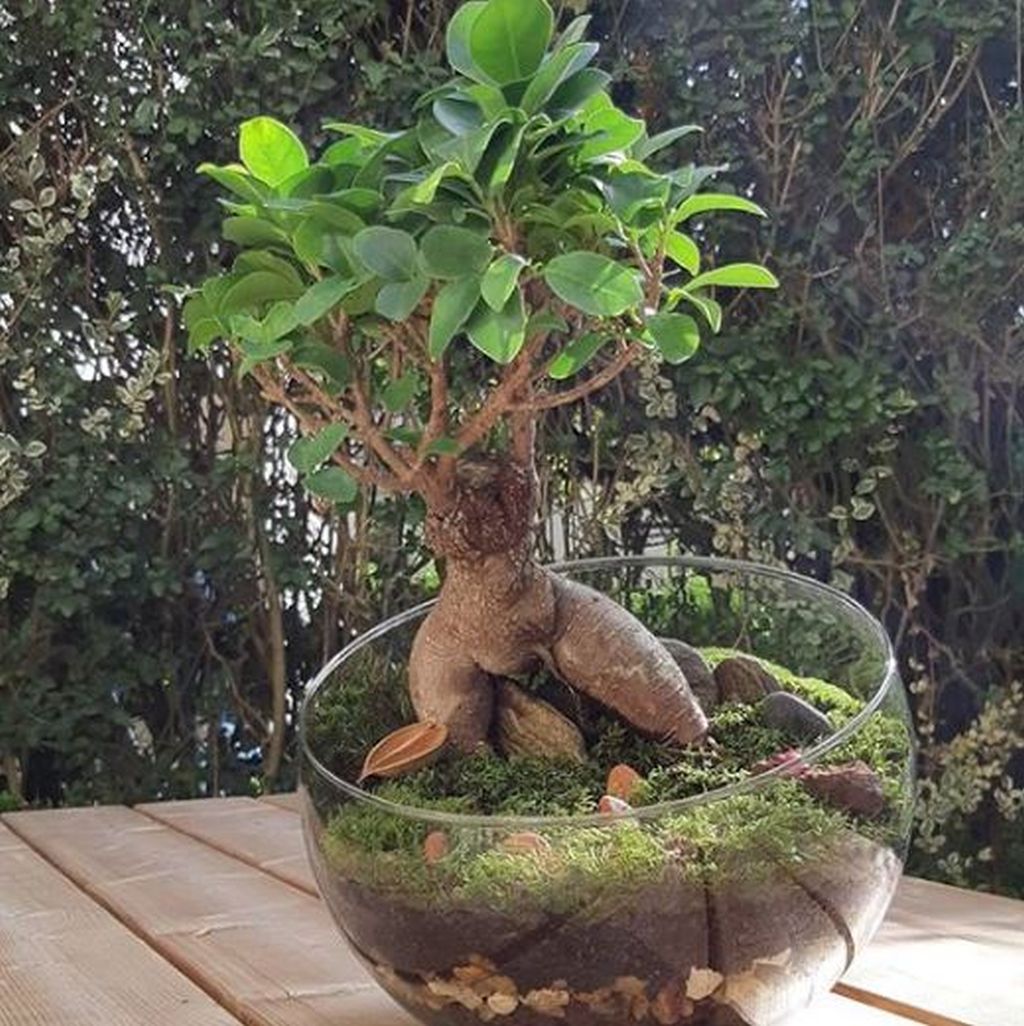 bonsai ficus ginseng potatura