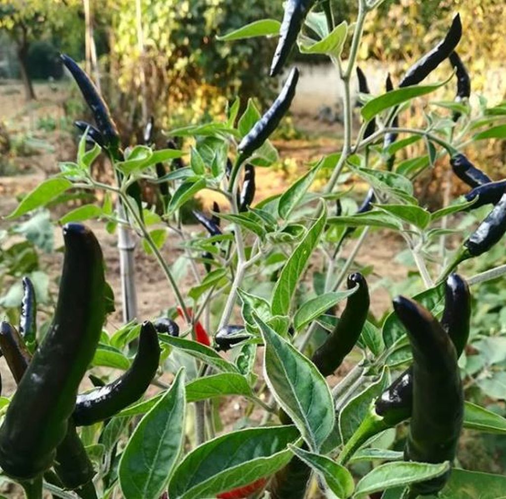 pianta peperoncino inverno
