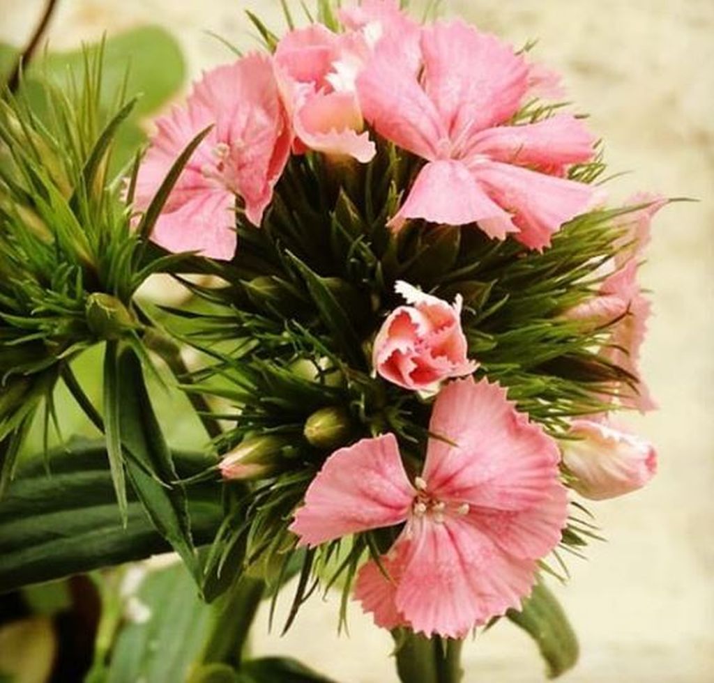 garofani fiori