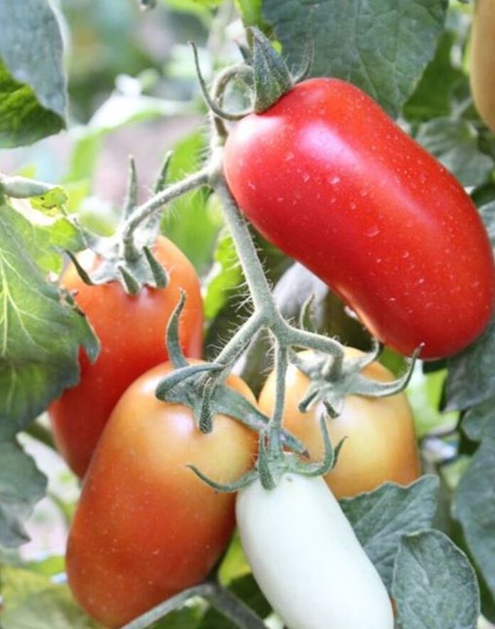 coltivare pomodori san marzano