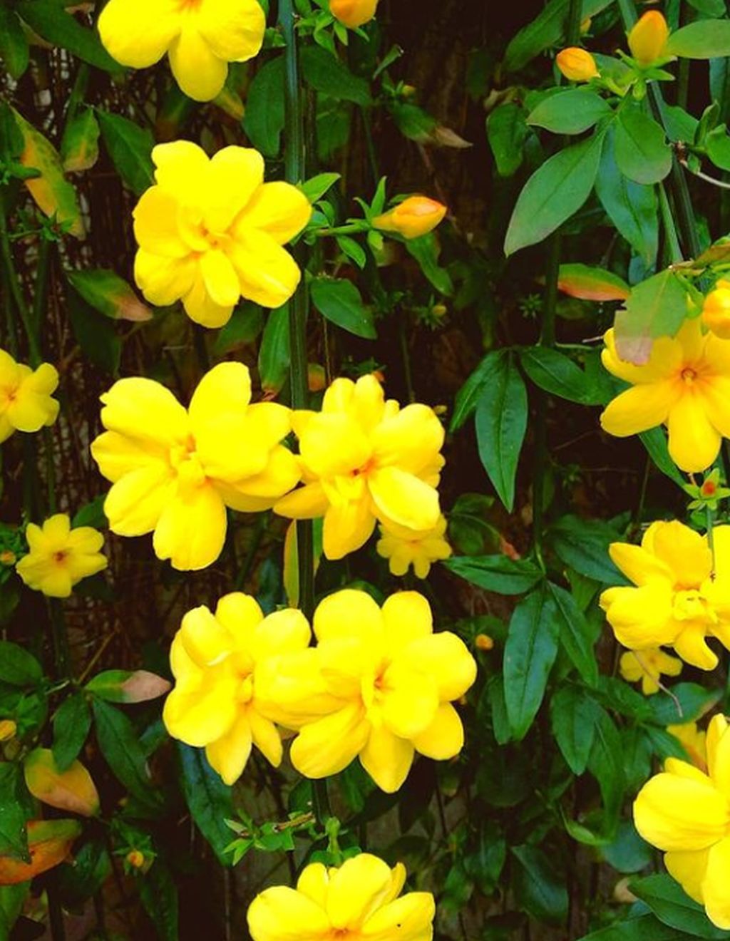 gelsomino fiori gialli