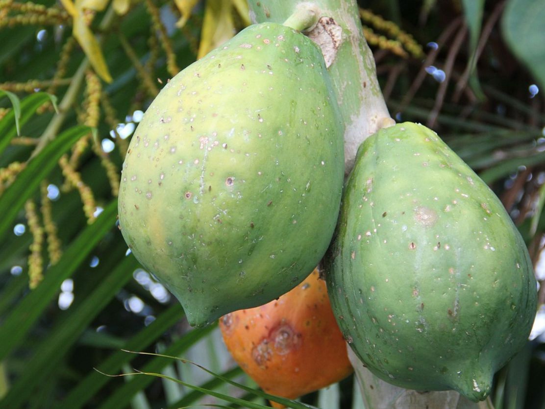 papaya coltivazione